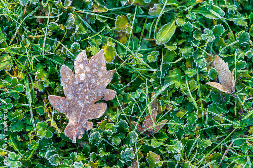Fototapeta premium Frosty oak leaf lying on grass