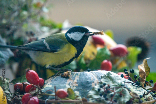 titmouse on an autumn decoration
