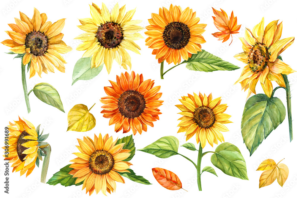 Obraz big set, autumn colors, sunflowers on an isolated white background, watercolor illustration, botanical painting