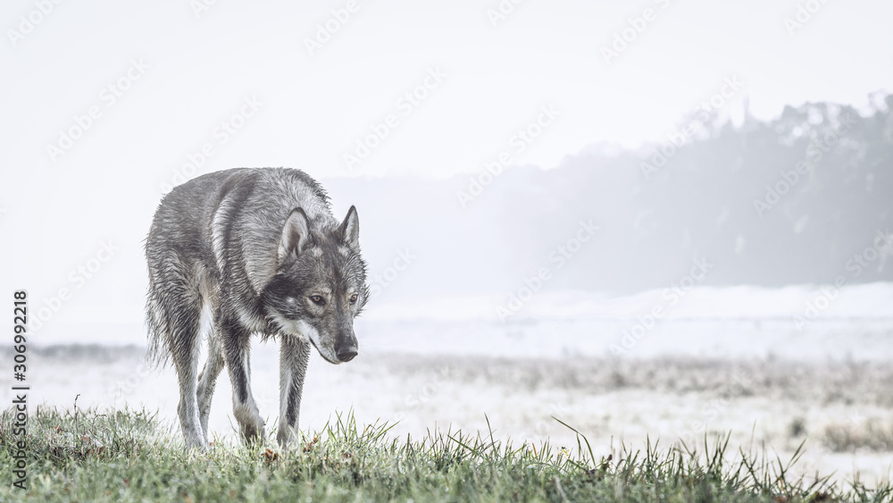 Fototapeta premium Tamaskan Wolfdog walking on a white background