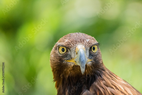 golden eagle resting in his innkeeper