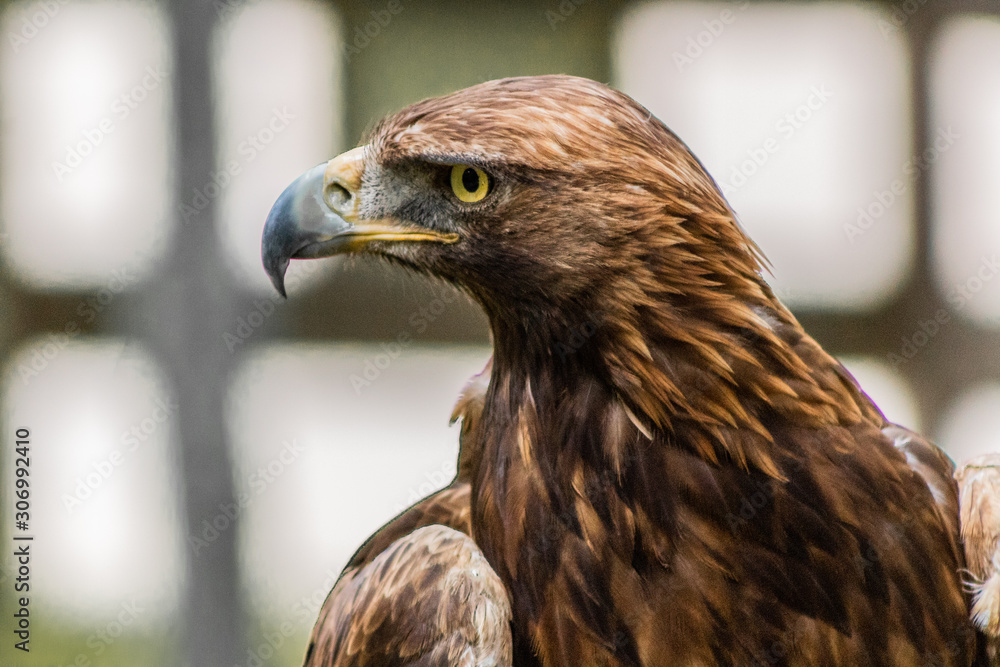 golden eagle resting in his innkeeper golden eagle resting in his innkeeper