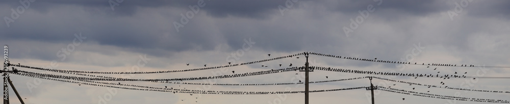 Autumn cluster of starlings on power lines ...