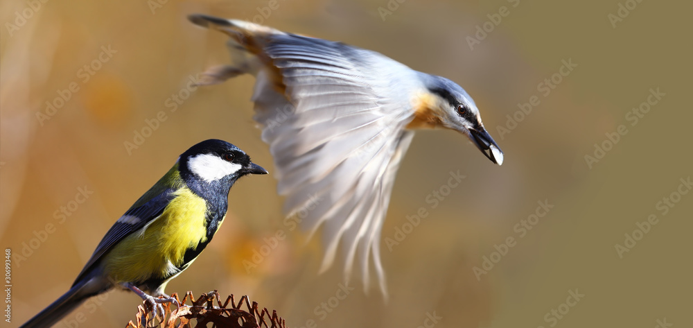 Fototapeta premium The nuthatch flies away, and the titmouse takes his place ... Usually this happens on the contrary, the nuthatch drives the tit out of place ...