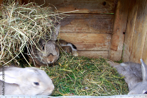 Rabbit, Animal, Stable animal, Wiesenthal, Thueringia, Germany, Europe photo