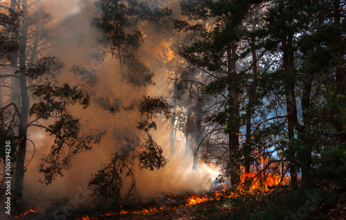  wildfire at sunset, burning pine forest . © Lumppini