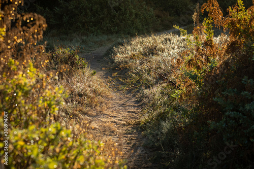 Close up on a trail lined by wild grass