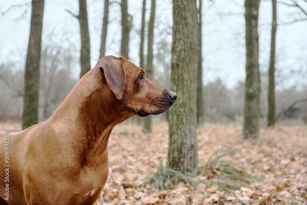 Dog in the autumn forest. Rhodesian ridgeback. 