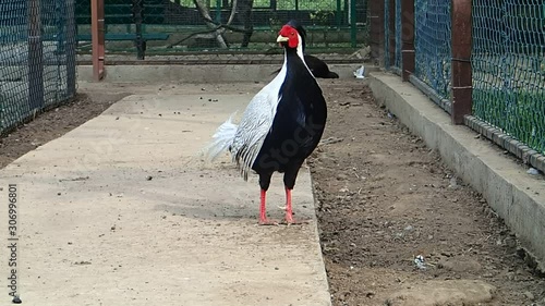 Pheasant male on the ground photo