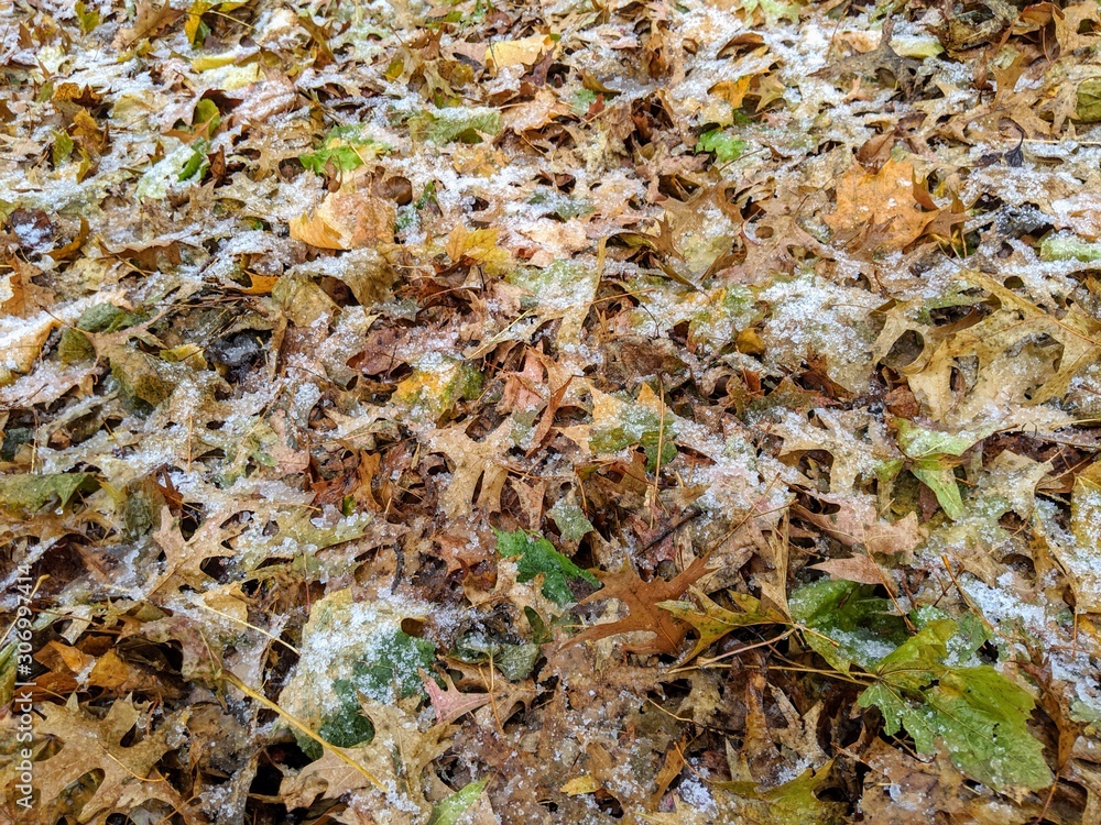 Leaves with snow and ice Leaves with snow and ice