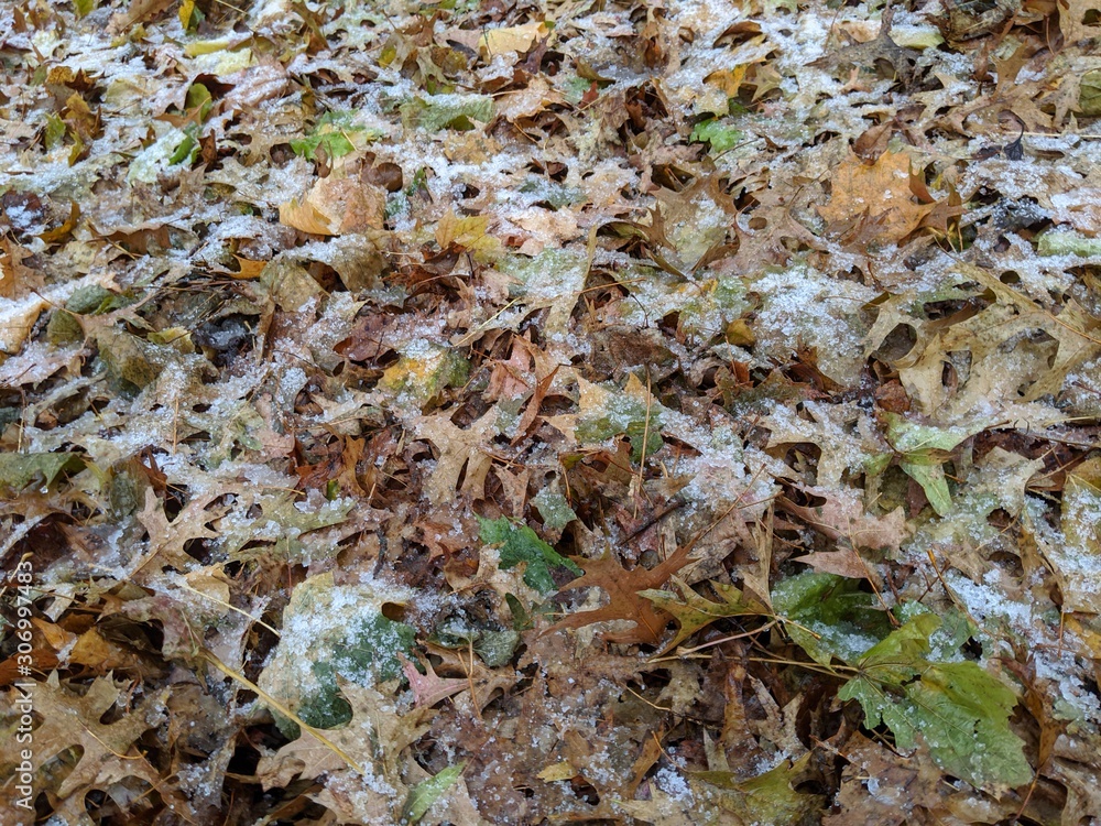 Leaves with snow and ice