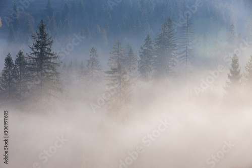 Spruce trees through the morning fog. Mountain forest at autumn foggy sunrise.