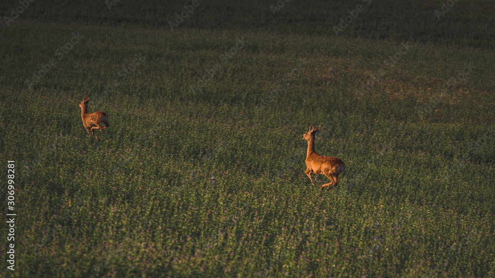 Deers in the grass. Travel destination Tuscany, Val d'Orcia, Italy Deers in the grass. Travel destination Tuscany, Val d'Orcia, Italy