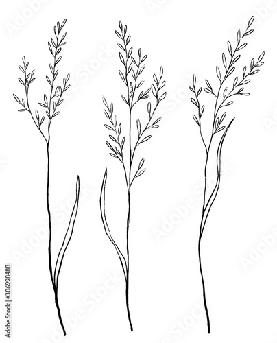 Vintage collection hand drawn vector illustration. Set of sketches wild plants. Monochrome outline graphics isolated on white. Abstract botanical decorative elements for design, card, prints, posters.