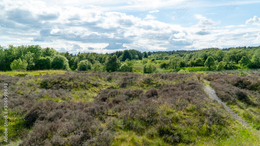 Landscape in Scotland Evergreen 