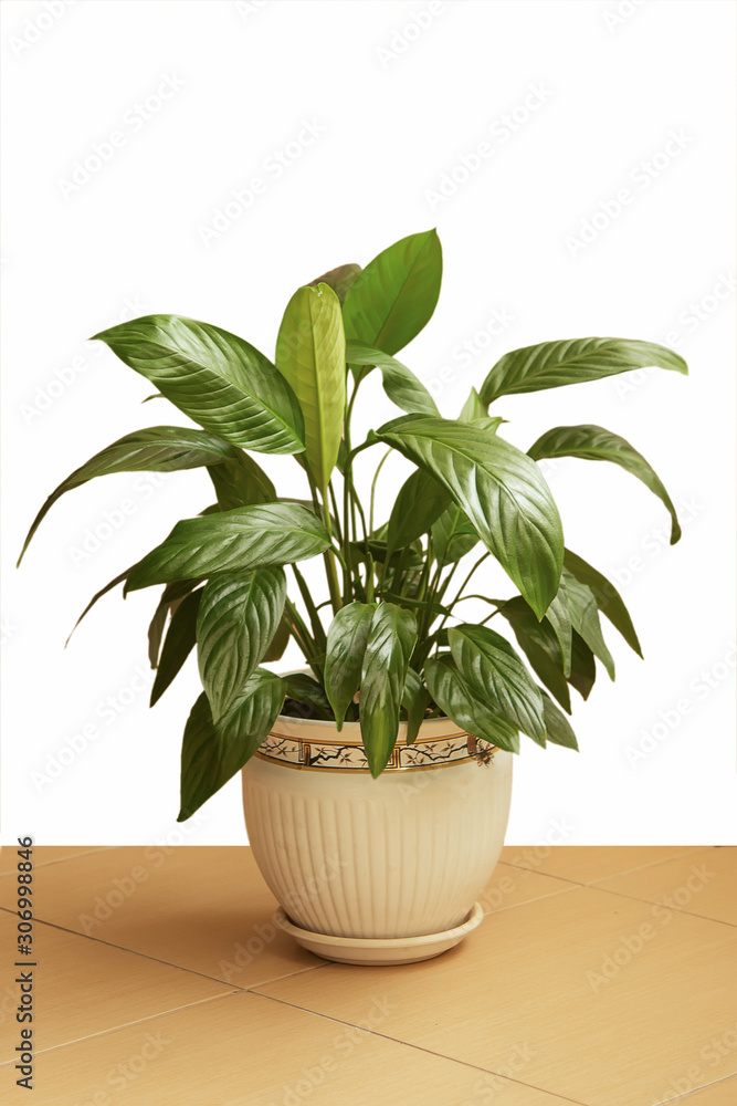 Obraz premium Lush, shiny indoor plant in a nice pot, studio isolated on white background