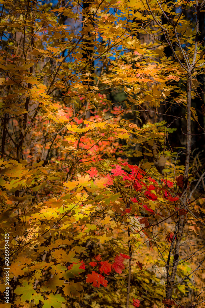 Fall for Planet Sedona Fall for Planet Sedona