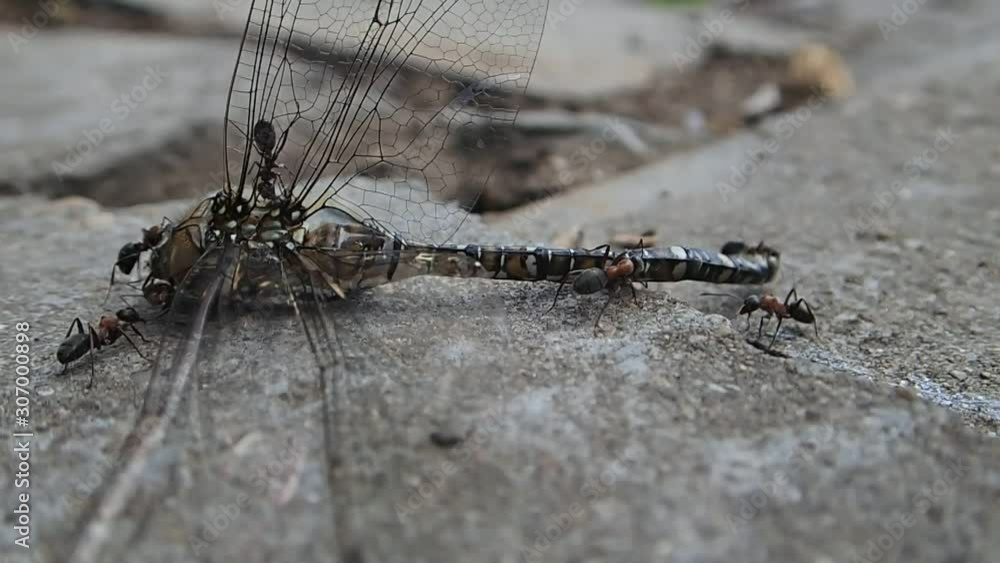Ants trying to carry a dragonfly Ants trying to carry a dragonfly