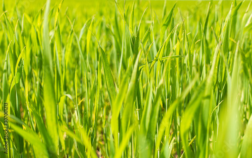 green grass closeup background, selective focus, foreground blur