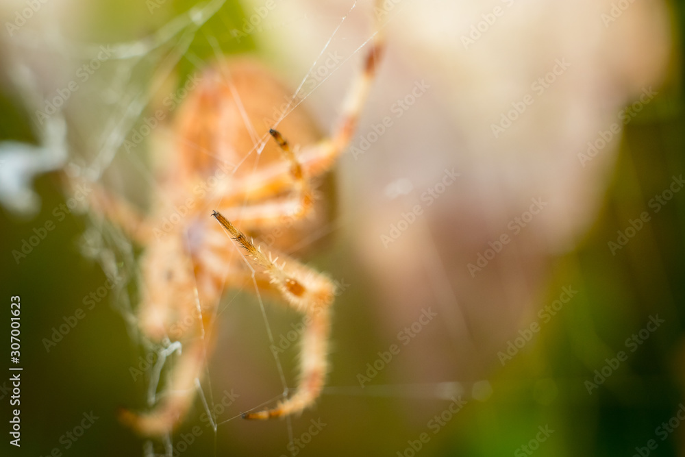 Big orange spider leg isolated with blurred green and brown leafs in background Big orange spider leg isolated with blurred green and brown leafs in background