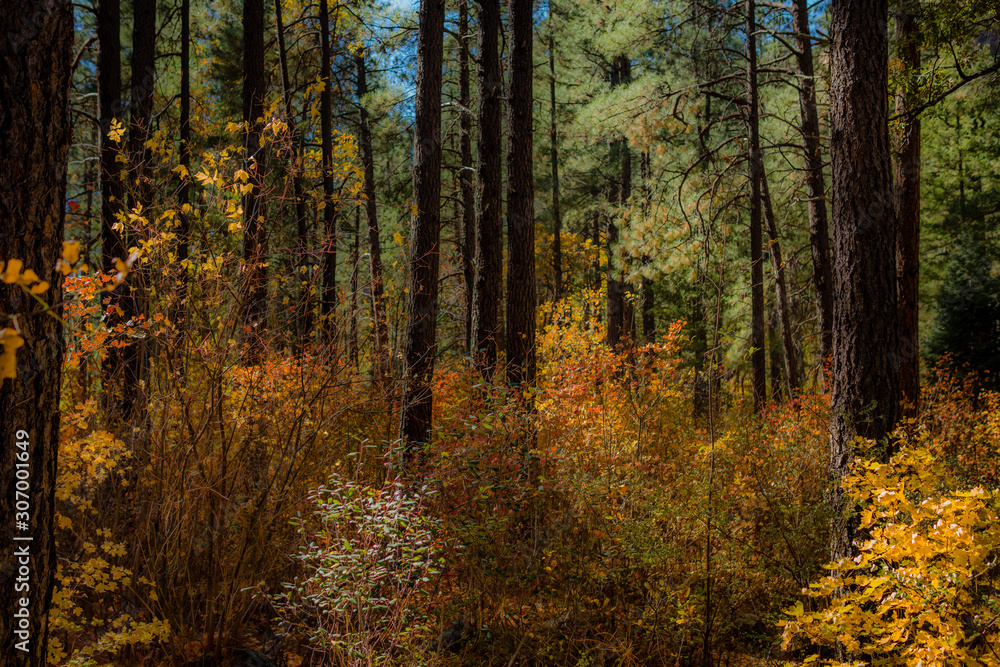 Fall for Planet Sedona