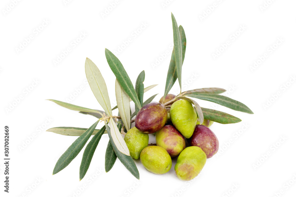 natural olives isolated on white background with olive branches natural olives isolated on white background with olive branches