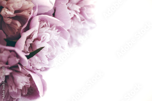 Pink peony flowers close-up on a white background, soft focus. Floral background