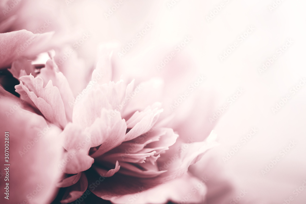 Fototapeta Kwiaty piwonii z bliska, nieostrość. Delikatne tło kwiatowy