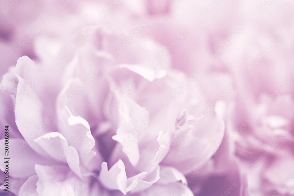 Pink peony flowers close-up, soft focus. Gentle floral background - obrazy, fototapety, plakaty 