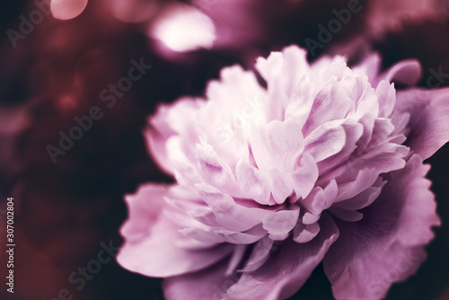 Bouquet of pink peonies in pastel colors close-up on a dark background. Gentle floral background