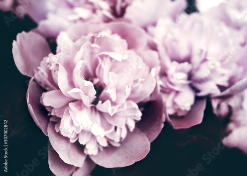 Bouquet of pink peonies in pastel colors close-up on a dark background. Gentle floral background