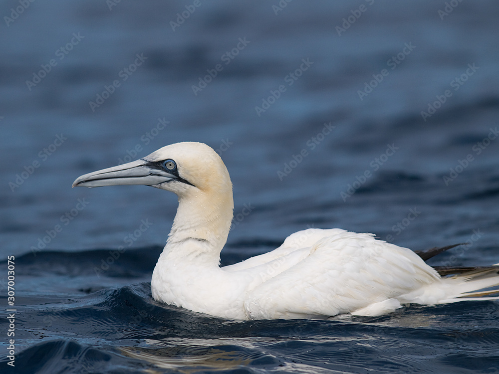 Naklejka premium Alcatraz