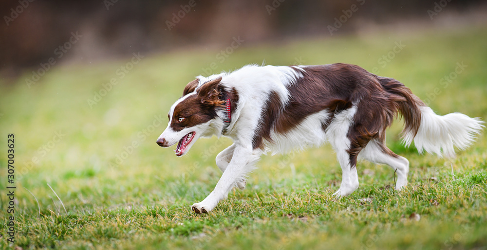 Young dog is running on meadow. Brown white border collie from side.