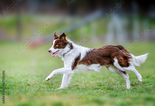 Fototapeta Naklejka Na Ścianę i Meble -  Young dog is fast running on meadow. Brown white border collie from side view.