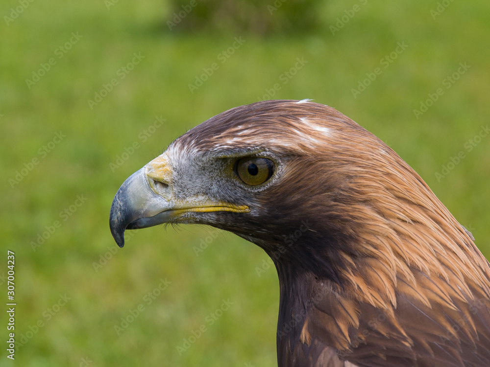 Fototapeta premium Águila real