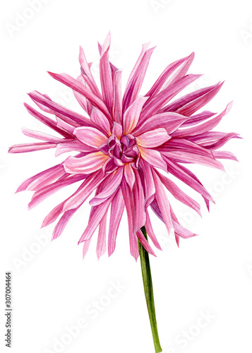 Pink dahlia on an isolated white background, Watercolour flowers, hand drawing illustration