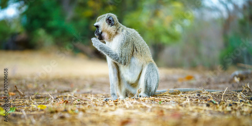 vervet monkey in kruger national park, mpumalanga, south africa 19