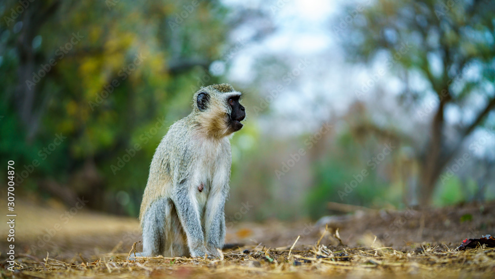 Obraz premium vervet monkey in kruger national park, mpumalanga, south africa 27