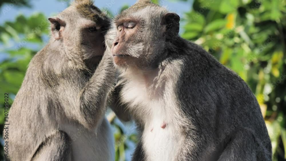 Monkeys checking their skin for insects. Shot in 4k. Monkeys checking their skin for insects. Shot in 4k.