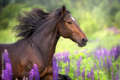 Bay horse with long mane in lupine flowers run fast