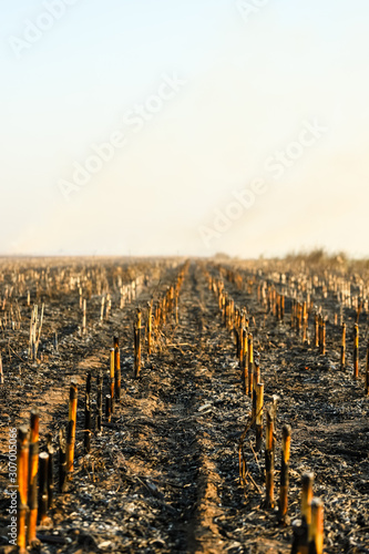 Corn field after irresponsibly burnt , destroyed and turned to ashes. Burnt corn field after harvest