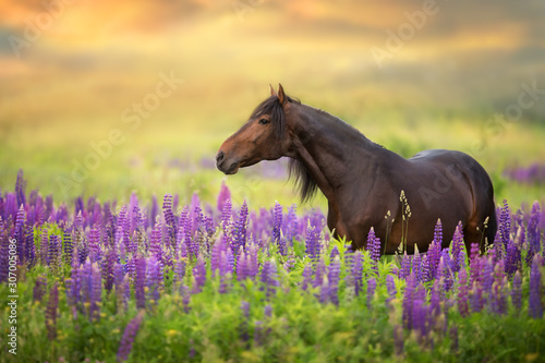 Bay stallion with long mane in lupine flowers at sunset
