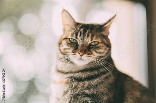 Fototapeta Naklejka Na Ścianę i Meble -  Beautiful tabby cat portrait near a window. Domestic cat posing. European striped cat.