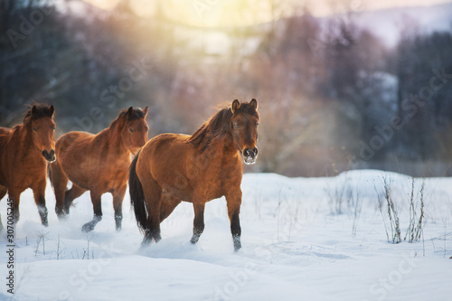 Bay horse herd in winter landscape at sunset © callipso88