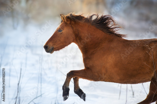 Bay horse with long mane free run in snow