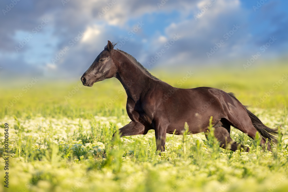 Black horse run gallop on flowers meadow Black horse run gallop on flowers meadow
