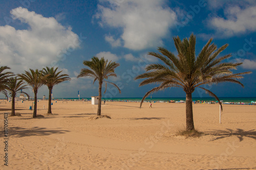 palm tree on the beach from gandia