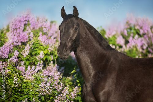 Black horse portrait in lilac