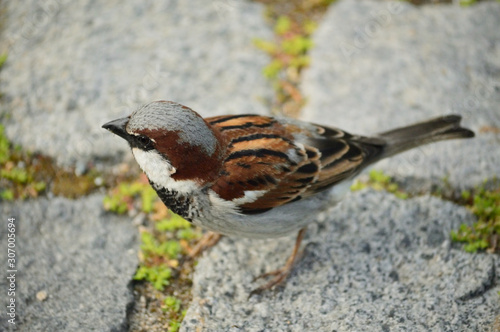sparrow on feeder