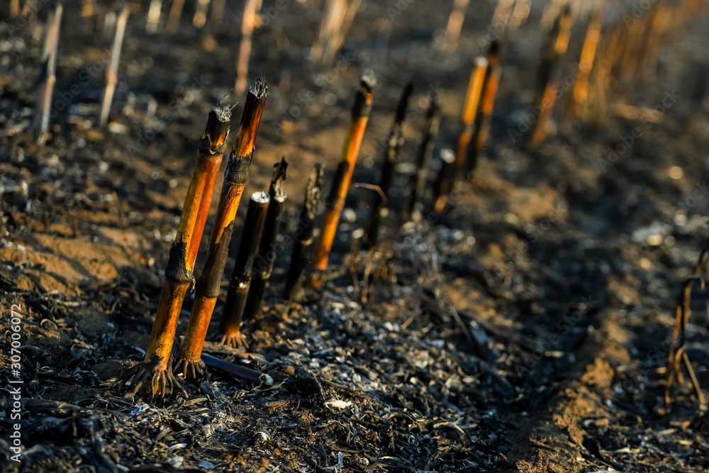 Corn field after irresponsibly burnt , destroyed and turned to ashes. Burnt corn field after harvest Corn field after irresponsibly burnt , destroyed and turned to ashes. Burnt corn field after harvest